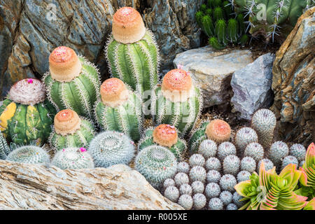 Décorer de nombreuses variantes de cactus dans le jardin sélectionnez et soft focus. Arrière-plan de cactus et de texture ou de copier l'espace. Banque D'Images