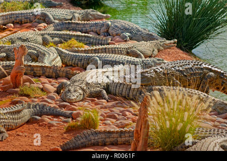 Les crocodiles du Nil au parc Croco, Agadir, Maroc, Province Souss-Massa. Banque D'Images