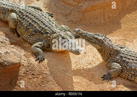 Les crocodiles du Nil au parc Croco, Agadir, Maroc, Province Souss-Massa. Banque D'Images