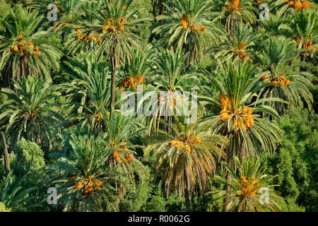 Les Dattiers. Banque D'Images