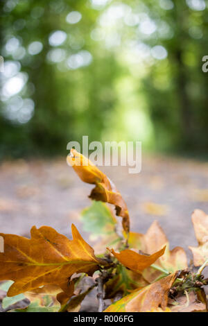 Sur une feuille de chêne au chemin d'automne Banque D'Images