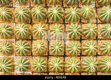 De nombreuses variantes de cactus dans le pot à la plantation disposées en lignes et sélectionnez soft focus. Arrière-plan de cactus et de texture ou de copier l'espace. Banque D'Images