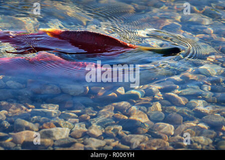 Le frai du saumon sockeye, le ruisseau peu profond. Rassemblement de saumons rouges dans les frayères de la rivière Adams, British Columbia, Canada. Banque D'Images