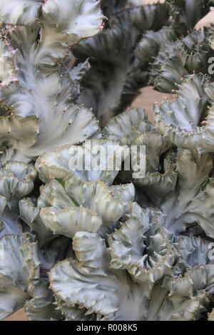 Euphorbia lactea forma cristata, elkhorn a créé et ondulant plante du désert poussant dans le pré ensoleillé. Banque D'Images