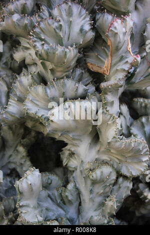 Euphorbia lactea forma cristata, elkhorn a créé et ondulant plante du désert poussant dans le pré ensoleillé. Banque D'Images