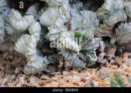 Euphorbia lactea forma cristata, elkhorn a créé et ondulant plante du désert poussant dans le pré ensoleillé. Banque D'Images