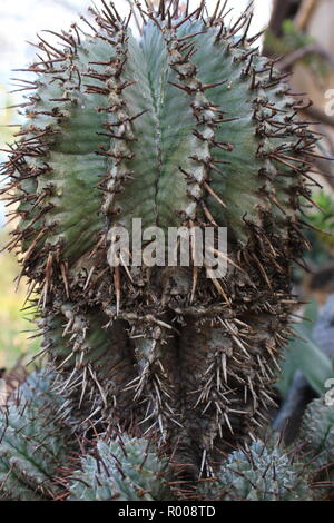 Euphorbia horrida, le lait de l'Afrique de baril, buisson de cactus comme plante ornementale plante du désert succulentes dans un environnement de plus en plus arides. Banque D'Images