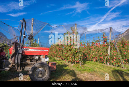 La production intensive de fruits ou du verger avec des filets de protection des cultures dans le Tyrol du Sud, Italie. Verger de pommiers de la variété 'pink lady'. Temps de récolte Banque D'Images