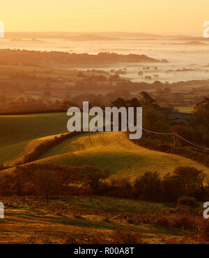 À la recherche du haut de la colline de plume Pilsdon dans Dorset à des pâturages, des champs verts et de la brume au lever du soleil Banque D'Images