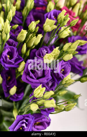 Virginia bluebells (Eustoma grandiflorum), également kwown que Texas bluebell bluebell, voyantes, gentiane blanche, gentiane des prairies et les Captio Lisianthus *** Banque D'Images