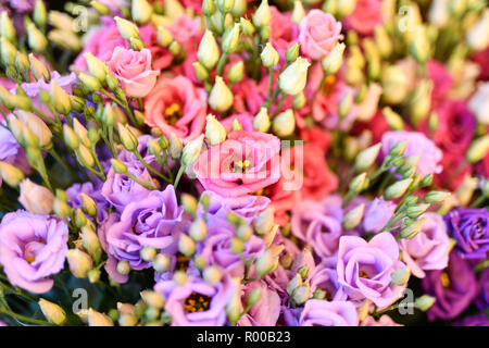 Virginia bluebells (Eustoma grandiflorum), également kwown que Texas bluebell bluebell, voyantes, gentiane blanche, gentiane blanche et rouge , les Lisianthus *** Banque D'Images