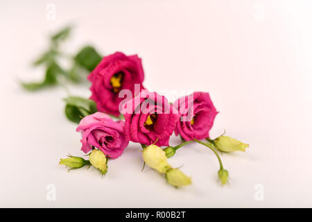 Virginia bluebells (Eustoma grandiflorum), également kwown que Texas bluebell bluebell, voyantes, gentiane blanche, gentiane blanche et rose , Local Lisianthus *** Banque D'Images