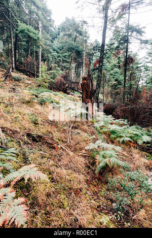 Forêt nuageuse paysage, avec de grands arbres et de petits chemins Banque D'Images