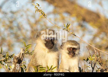 Les singes vervet juvénile et mère Cercopithecus aethiops,assis dans un arbre dans le Parc National Kruger forestiers riverains de l'Afrique du Sud Banque D'Images