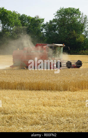 Moissonneuse-batteuse au travail près de Therfield Banque D'Images