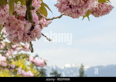 Fleurs roses délicates d'un cerisier forme haut et côté gauche du châssis. Des problèmes de mise au point sur le bord inférieur du châssis sont des montagnes de la rive nord de Vancouver s Banque D'Images