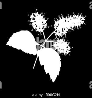 Patchouli Sprig logo isolés. icône silhouette blanche. Vector illustration Illustration de Vecteur