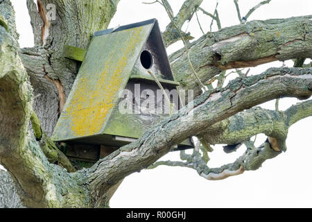 Couverts de lichen Effraie des clochers de la boîte du nid situé dans un arbre de chêne mort. Hazlewood Marais, Suffolk, Angleterre, RU Banque D'Images