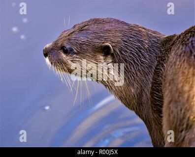 Courte asiatique griffé otter brillait au soleil d'automne, après un rapide nager dans les zones humides du nord-ouest. Banque D'Images