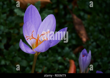 Printemps magique fleurs crocus sur l'herbe verte. Banque D'Images