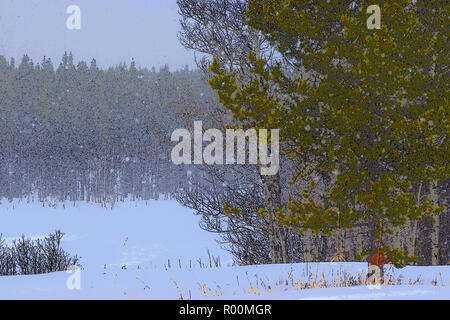 Des scènes d'hiver dans les montagnes Rocheuses de l'Alberta Banque D'Images