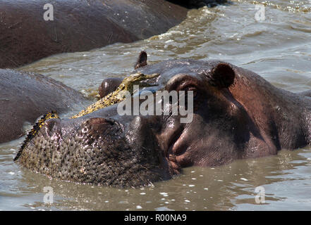 Un an Croc cherche refuge précaire sur la bouche d'une grande maturité Hippo. Banque D'Images