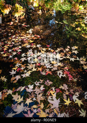 Feuilles d'automne colorées / feuillage flottant dans un ruisseau, Royaume-Uni Banque D'Images