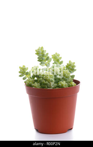 Petites succulentes dans un pot blanc isolé sur une tendance moderne de décoration maison Banque D'Images