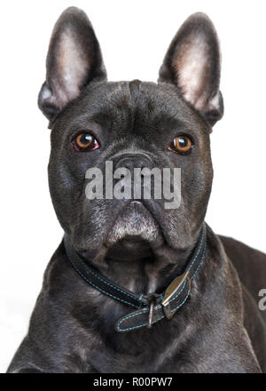 Portrait d'un magnifique bouledogue français face caméra, fond blanc . Banque D'Images