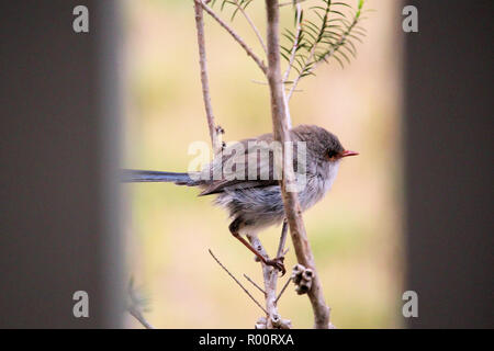 Superbe Conte de Wren (Malurus cyaneus), femme, dans le sud de l'Australie Banque D'Images