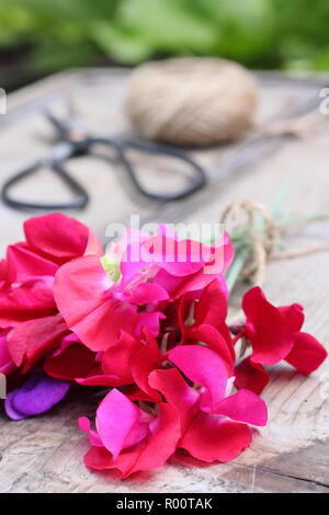 Fleurs de pois fraîchement coupé 'Spencer' variété' sur table en bois dans un jardin anglais, l'été, UK Banque D'Images