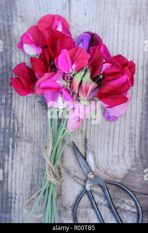 Lathyrus odoratus. Fraîchement cueilli bouquet de fleurs de pois de Spencer sur table en bois dans un jardin anglais, l'été, UK Banque D'Images