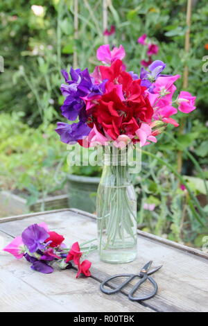 Lathyrus odoratus. Fraîchement cueilli tas de pois sucré 'Spencer' variété vase en verre dans un jardin anglais, l'été, UK Banque D'Images