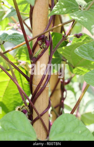 Culture de haricots français. Haricot français d'escalade à podarder violet - Phaseolus vulgaris - tordant vers le haut des supports de canne en bambou dans un jardin de cuisine, Royaume-Uni. Banque D'Images