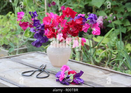 Lathyrus odoratus. Fraîchement cueilli tas de pois sucré 'Spencer' variété vase en verre dans un jardin anglais, l'été, UK Banque D'Images