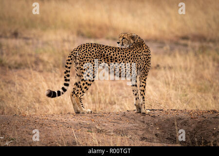 Cheetah debout sur terre fait un retour de la banque Banque D'Images