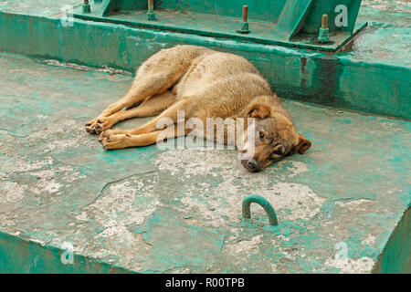 Randonnée chien couché sur le béton armé de l'objet industriel Banque D'Images