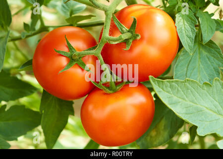 Bunch avec trois grosses tomates rouges croissant dans la serre Banque D'Images