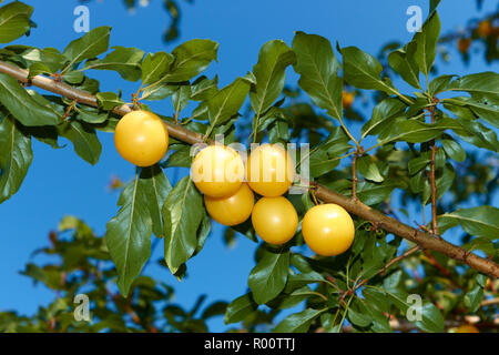 Mûr de fruits appétissants de prune jaune accroché à une branche contre le ciel bleu Banque D'Images