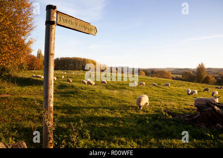 Sentier public traversant le Coneygree domaine rempli de moutons au coucher du soleil, Chipping Campden, Cotswolds, Gloucestershire, England, UK Banque D'Images