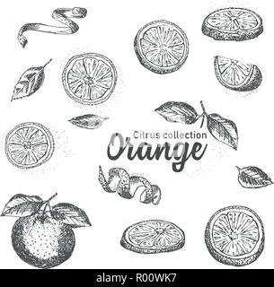 Le noir et blanc ensemble d'agrumes tropicaux dessiné à la main. Orange. L'encre style. Bonne idée pour les templates menu, recettes, cartes de vœux. Illustration de Vecteur