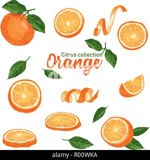 Jeu de couleurs agrumes tropicaux dessiné à la main. Orange. L'encre style. Bonne idée pour les templates menu, recettes, cartes de vœux. Illustration de Vecteur