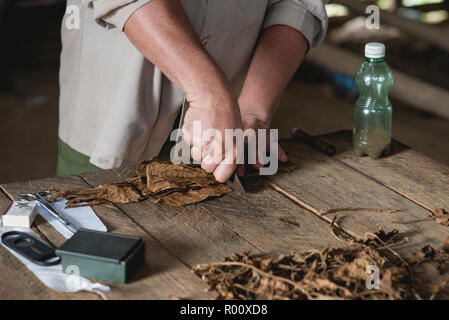 Un cultivateur de tabac montre à un groupe de touristes comment les cigares cubains sont fabriqués. Banque D'Images