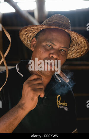 Un homme fume un cigare Montecristo roulés fraîchement sur une ferme de tabac à Viñales, Cuba. Banque D'Images