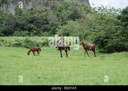 Un homme cubain et ses chevaux ont trot devant la murale colorée de la Prehistorica à Cuba. Banque D'Images