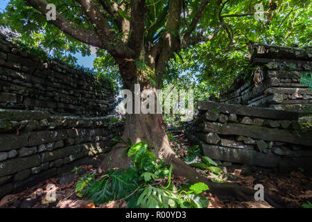 À l'intérieur de Nan Madol Nandauwas : partie centrale, des murs et des douves faits de grandes dalles de basalte, envahie par les ruines dans la jungle, Pohnpei, Micronésie, Océanie Banque D'Images