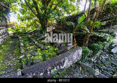 Un arbre isolé à l'intérieur de Nan Madol Nandauwas : partie centrale, des murs et des douves faits de grandes dalles de basalte, des ruines dans la jungle, Pohnpei, Micronésie, Océanie Banque D'Images