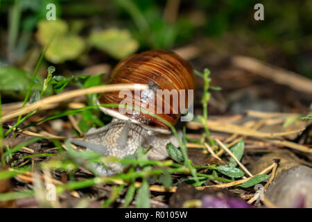 Gros escargot en coquille, rampant le long de la route, journée d'été dans le jardin après la pluie Banque D'Images