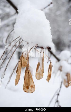 Close-up snow-covered ash tree branch avec ballants seeds-lionfishes. Banque D'Images