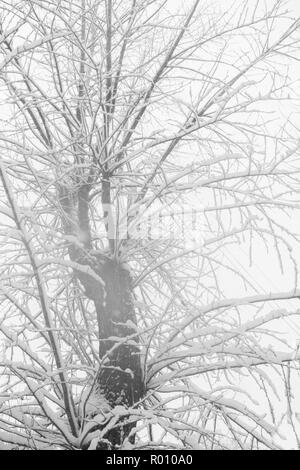 Naturel noir et blanc hiver fond de bois couverte de neige sur fond blanc. Banque D'Images